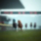 Detailed analysis of horse racing predictions